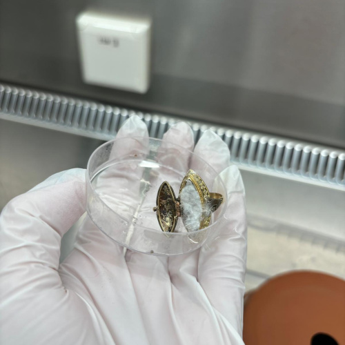 Mycelium-ring.jpg